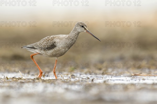 Spotted Redshank (Tringa erythropus) foraging, Poland
