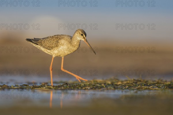 Spotted Redshank (Tringa erythropus) foraging, Poland
