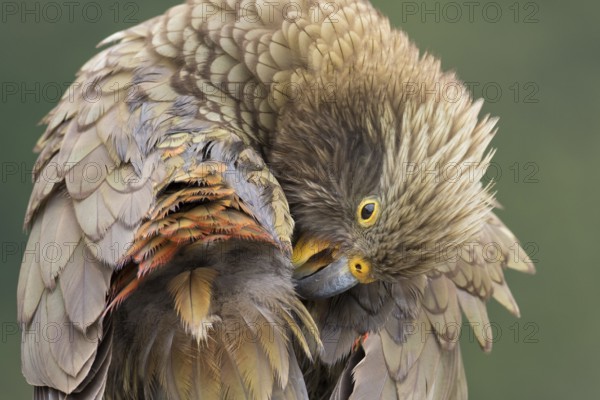 Kea (Nestor notabilis) juvenile preening, South Island, New Zealand