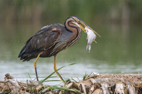 Purple Heron (Ardea purpurea) with fish prey in beak, Subotica, Serbia