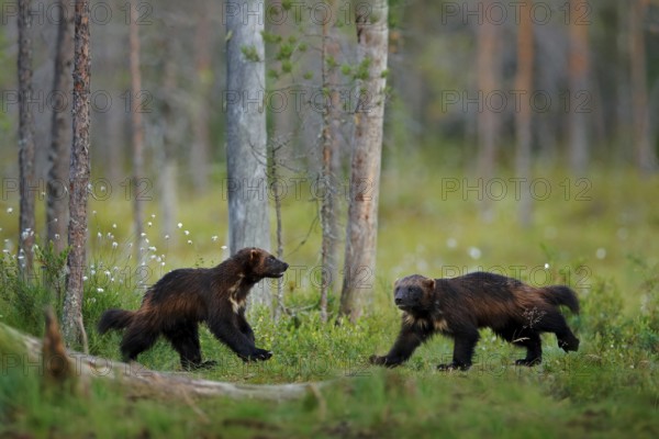 Russia wildlife. Wolverine running with catch in taiga. Wildlife scene from nature. Rare animal from north of Europe. Wild wolverine in summer grass. Wildlife Europe