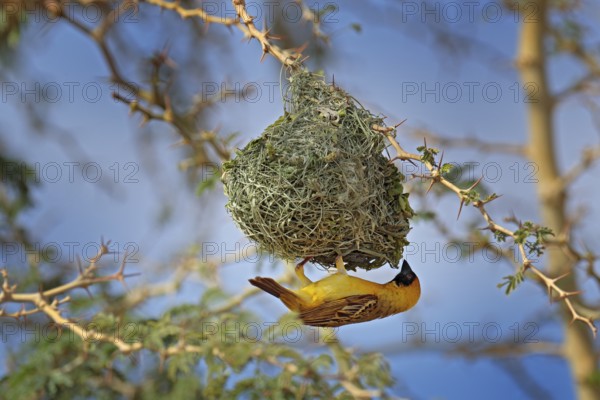 African southern masked weaver, Ploceus velatus, build the green grass nest. Yellow birds with black head with red eye, animal behaviour in the habitat. Wildlife scene from nature, Botswana, Okavango