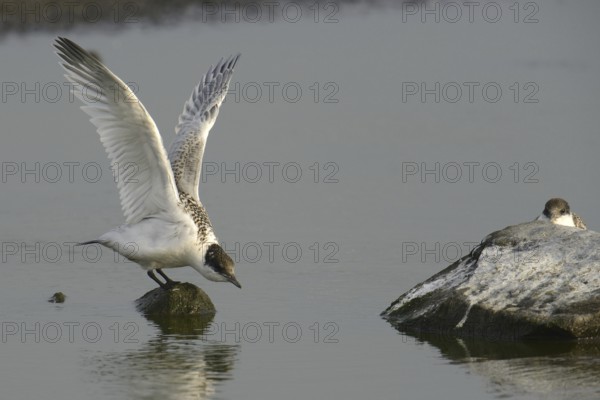 Sandwich Tern (Thalasseus sandvicensis) juvenile, Texel, Netherlands