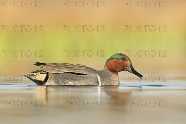 Green-winged Teal (Anas carolinensis) male, British Columbia, Canada