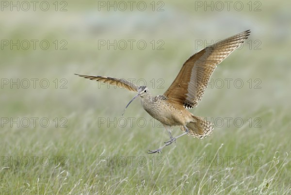 Long-billed Curlew (Numenius americanus), Alberta, Canada
