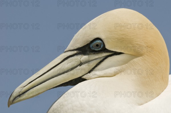 Northern Gannet (Morus bassanus), Quebec, Canada