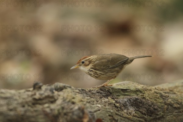 Puff-throated Babbler (Pellorneum ruficeps), Khao Yai, Thailand