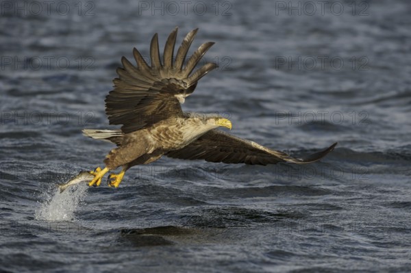White-tailed Eagle (Haliaeetus albicilla) flying, Nord-Trondelag, Norway
