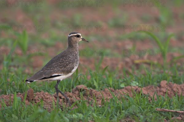 Sociable Lapwing (Vanellus gregarius), Oman