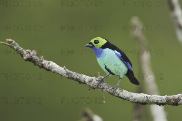 Paradise Tanager (Tangara chilensis), Ecuador