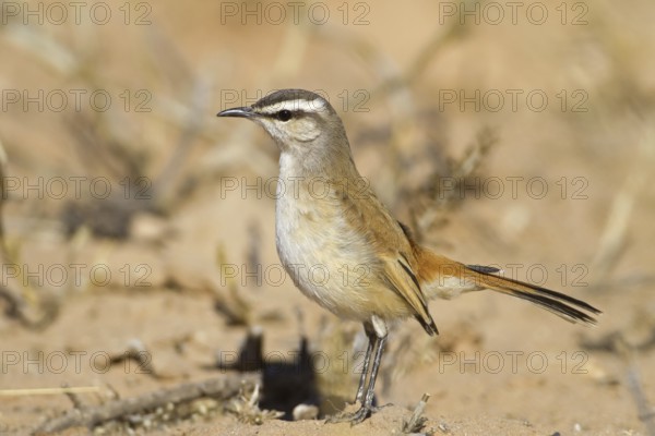 Kalahari Scrub Robin (Cercotrichas paena), Northern Cape, Kgalagadi Transfrontier Park, South Africa
