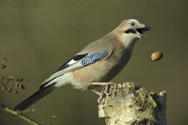 Eurasian Jay (Garrulus glandarius), Lower Saxony, Germany