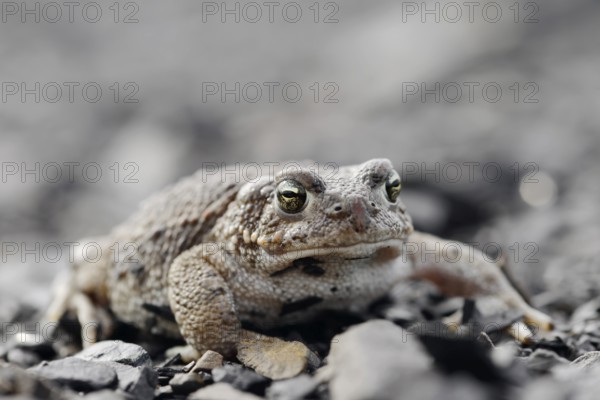 Natterjack toad (Epidalea calamita, Bufo calamita), North Rhine-Westphalia, Germany