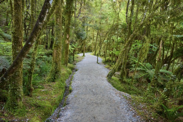 A winding path leads through a lush forest full of moss-covered trees, summer, Lake Matheson, Fox Glacier, South Island, New Zealand