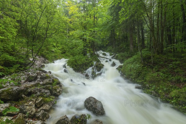 Roaring Weißbach after heavy rain near Inzell in the Alps