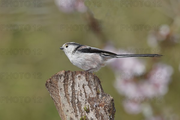 Long-tailed Tit (Aegithalos caudatus), on a tree stump, Wilnsdorf, North Rhine-Westphalia, Germany