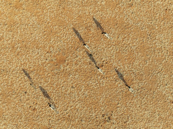 Gemsbok (Oryx gazella). Roaming an arid plain at the edge of the Namib Desert. Aerial view. Drone shot. Namibia