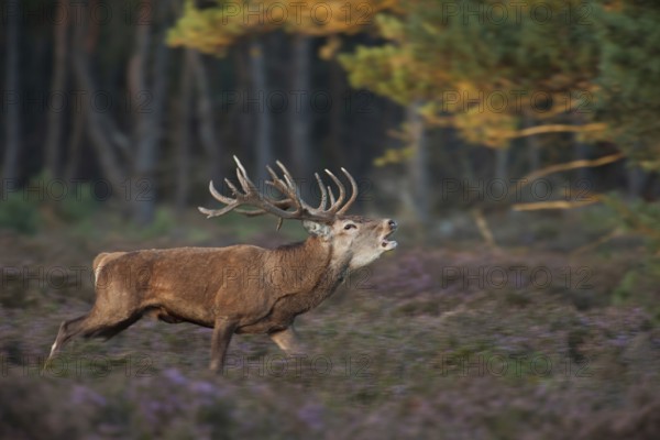 Red deer rutting... Red deer (Cervus elaphus), roaring stag running excitedly through flowering heath, September, late summer, beautiful light, dynamic image, shot taken in motion, capital stag, Veluwe, Netherlands, Holland, Western Europe