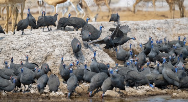 Helmeted guinea fowl (Numida meleagris), flock at the waterhole, Nxai Pan National Park, Botswana