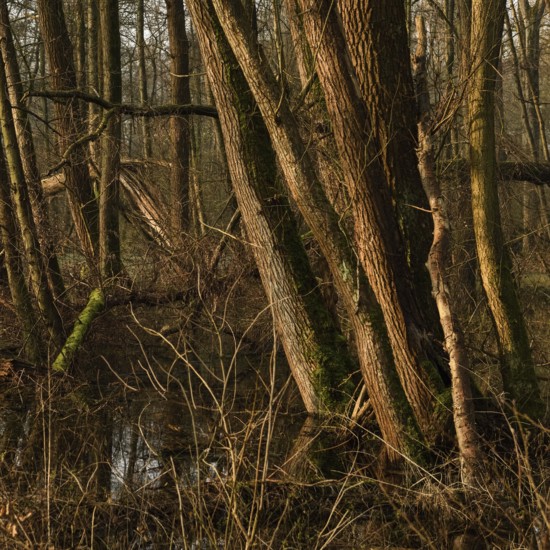 In the quarry forest, swamp forest... Meerbusch (Lanker Bruch), swampy alluvial forest with alders, poplars, ash trees and dense undergrowth, alder swamp forest in the area of a Rhine meander that silted up centuries ago, old Rhine, endangered native nature, landscape in North Rhine-Westphalia, Germany, Meerbusch, Rhine district of Neuss, North Rhine-Westphalia, Western Europe