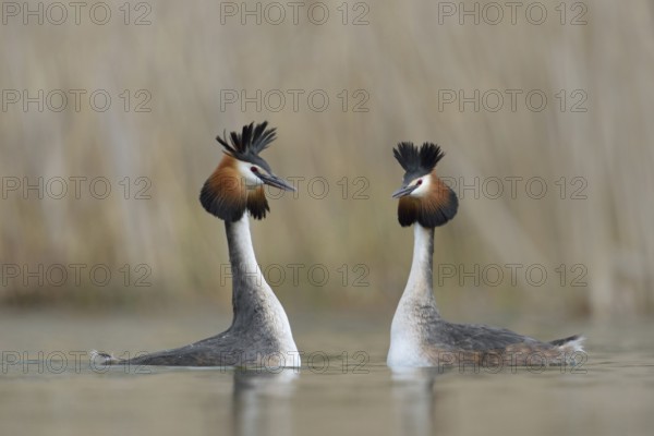 Great Crested Grebe courtship... Great Crested Grebe (Podiceps Scalloped ribbonfish), pair, couple swimming with raised feather bonnets to greet each other, courtship element, beautiful to look at, waterfowl, native nature, Lower Rhine, Rhineland, North Rhine-Westphalia, Germany, Western Europe