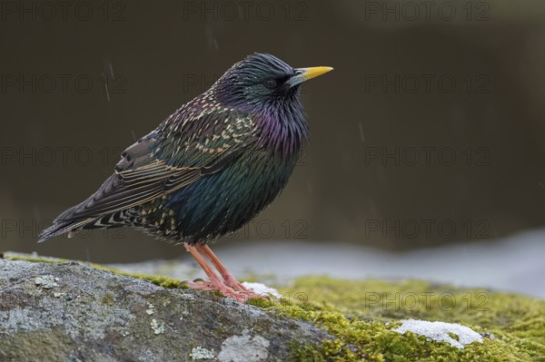 Dazzling bird... Starling (Sturnus vulgaris) in breeding plumage, in splendid plumage, in light rain, which brings out the shiny metallic colours in the plumage particularly well, native birds, wildlife, nature, southern Sweden, Sweden, Scandinavia, northern Europe