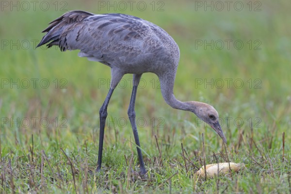 Common Crane (Grus grus) foraging, Mecklenburg-Western Pomerania, Germany