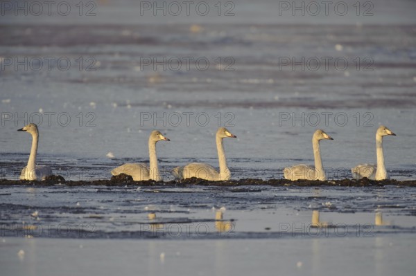 Whooper Swan (Cygnus cygnus), Lower Saxony, Germany