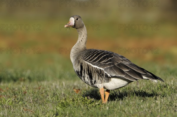 Greater White-fronted Goose (Anser albifrons), British Columbia, Canada