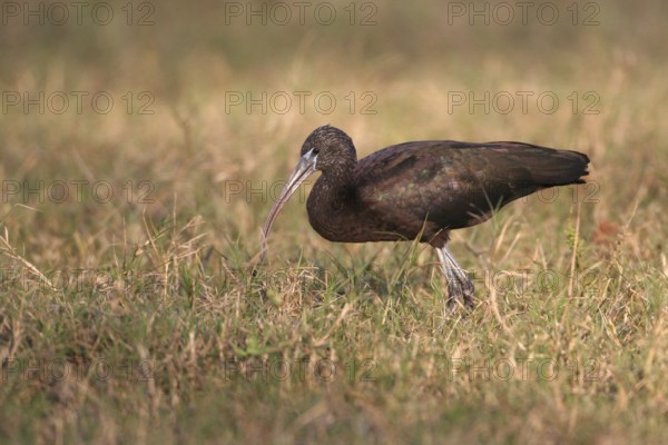 Glossy Ibis (Plegadis falcinellus), Florida, USA