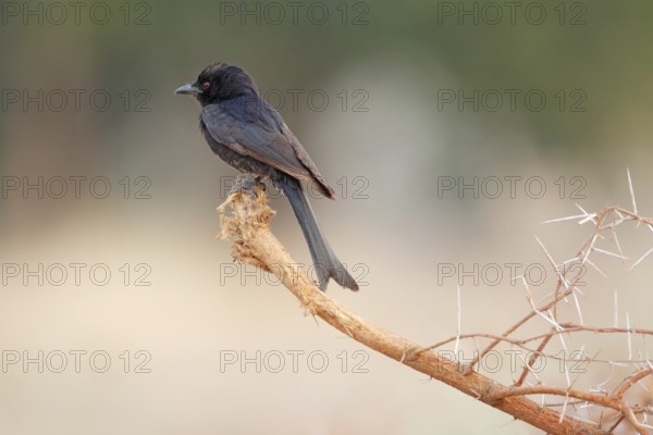 Fork-tailed Drongo (Dicrurus adsimilis), Namibia