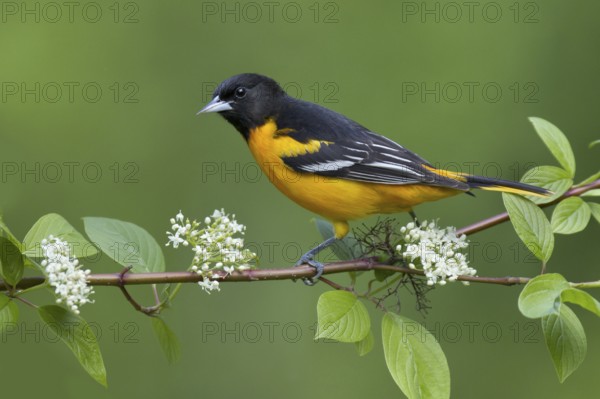 Baltimore Oriole (Icterus galbula) male, Ohio, USA