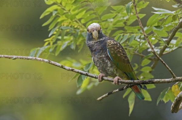 White-crowned Parrot (Pionus senilis), Costa Rica