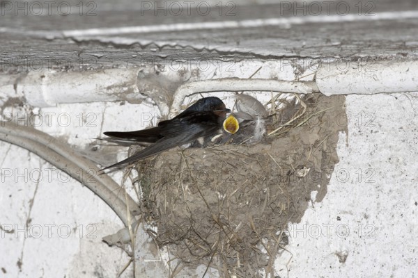 Barn Swallow (Hirundo rustica) juvenile, North Rhine-Westphalia, Germany