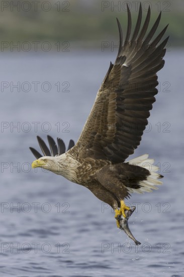 White-tailed Eagle (Haliaeetus albicilla) flying, Nord-Trondelag, Norway