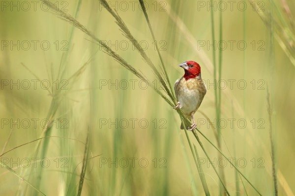 Red-headed quelea, Quelea erythrops, grey red bird in the nature habitat, Murchison Fall NP, Uganda. Weaver on the graas straw on the meadow, sunny day in Africa