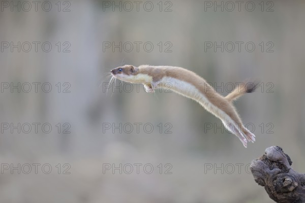 Short-tailed Weasel (Mustela erminea) jumping in the air, Castile-La Mancha, Spain