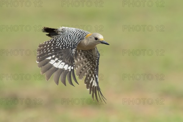 Golden-fronted Woodpecker (Melanerpes aurifrons) female flying, Texas, USA