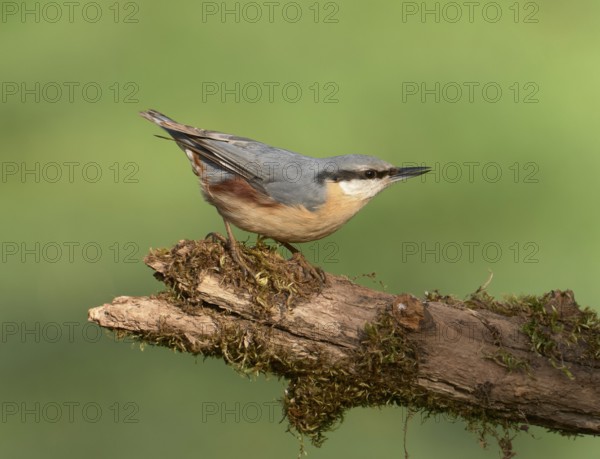 Eurasian Nuthatch (Sitta europaea), Castile and Leon, Spain