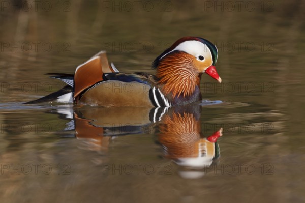 Mandarin Duck (Aix galericulata) male, Baden-Wuerttemberg, Germany