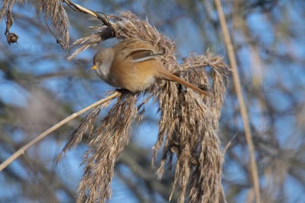 Bearded Reedling (Panurus biarmicus) female in reed bed, Thuringia, Germany