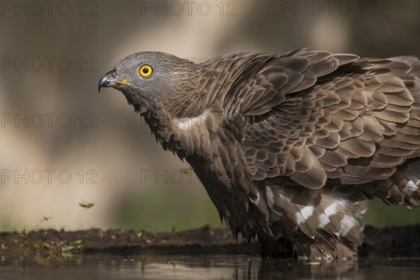 European Honey Buzzard (Pernis apivorus) at a waterhole, Subotica, Serbia