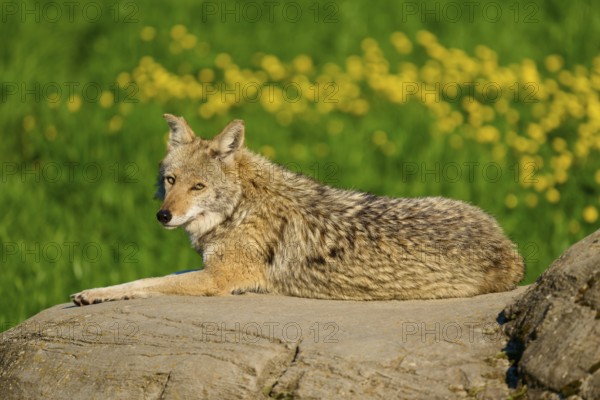 A coyote looks at the camera, lying on a rock in a green field with yellow flowers, Coyote (Canis latrans), Spring, France