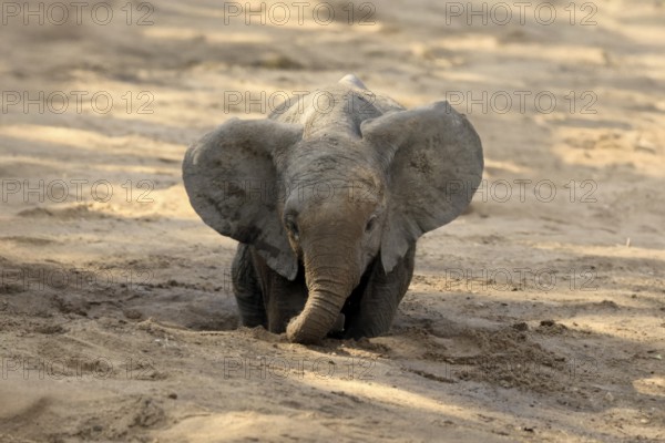 African elephant (Loxodonta africana), young animal, digging, drinking, searching for water, dried up riverbed, Kruger, Kruger National Park, South Africa