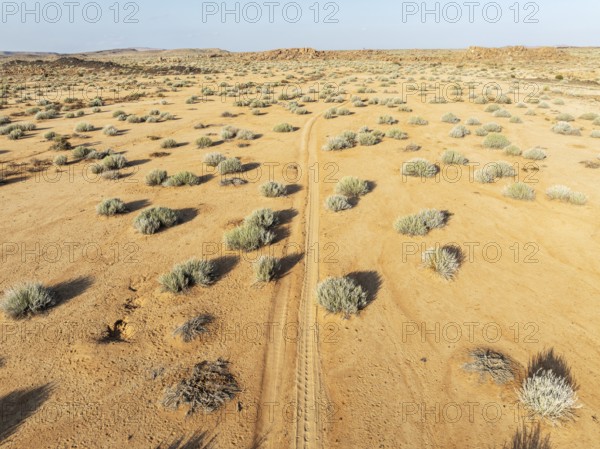 Masses of Euphorbia gregaria and desert track. Aerial view. Drone shot. Gondwana Canyon Park. Namibia