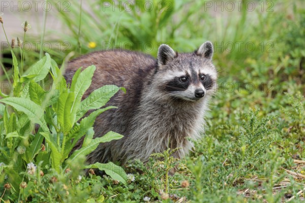 An adult raccoon (Procyon lotor) stands in a flowering meadow in search of food
