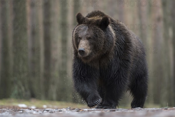 Master Petz... European brown bear (Ursus arctos), strong, muscular bear running over frozen ground along the edge of a forest, taken from an impressive low perspective, scary mouse perspective, frontal, detailed shot of our largest land predator, native nature, Central Europe