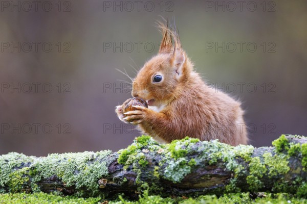 Squirrel (Sciurus), Germany