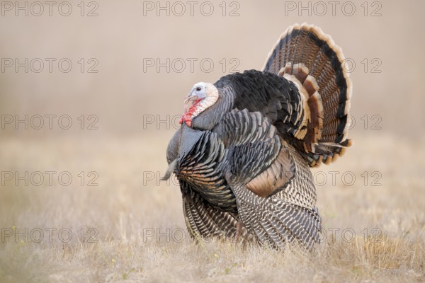 Wild Turkey (Meleagris gallopavo) male, California, USA