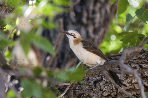Bare-cheeked Babbler (Turdoides gymnogenys), Namibia